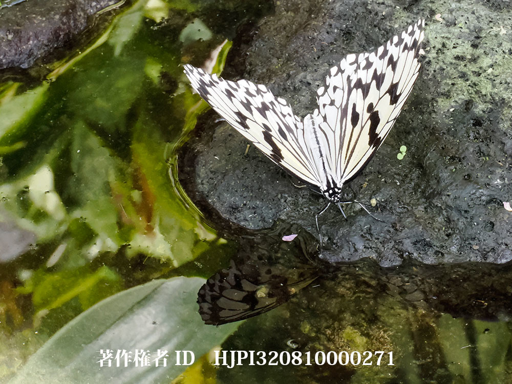 オオゴマダラの吸水(伊丹市昆虫館）