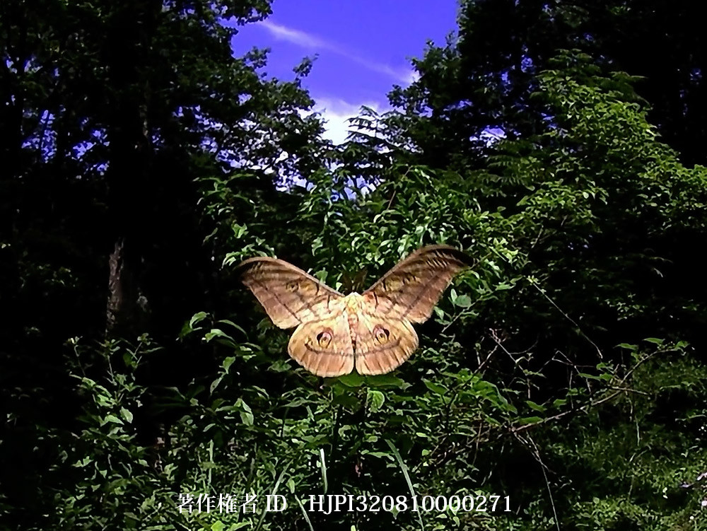 森へ帰るヤママユ