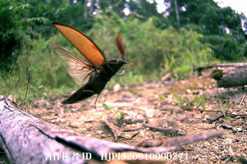 ミナミオオクシヒゲコメツキの飛翔