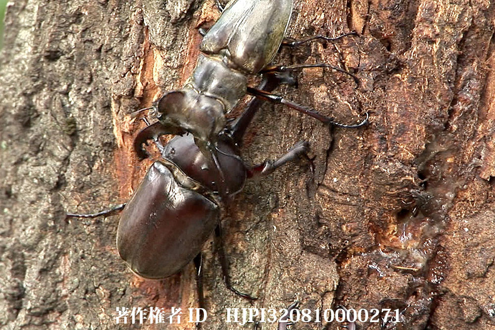 カブトムシとクワガタムシはなぜ闘うか