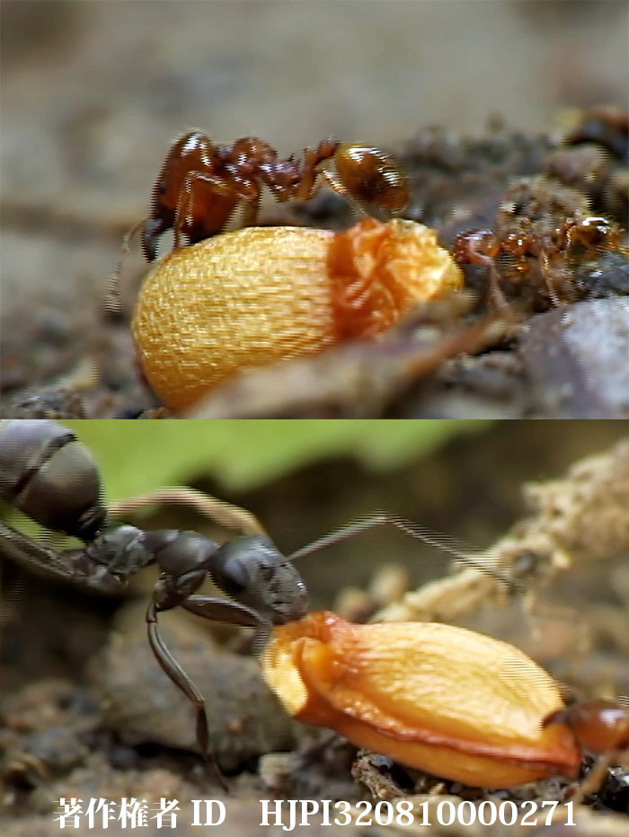 カタクリの種を運ぶアリ