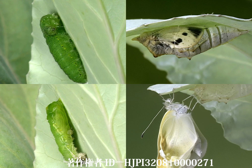 モンシロチョウの蛹化と羽化