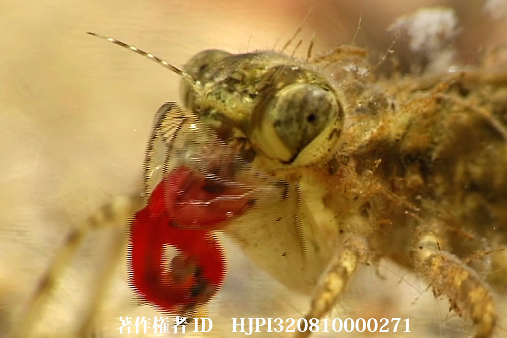 アカトンボのヤゴの捕食