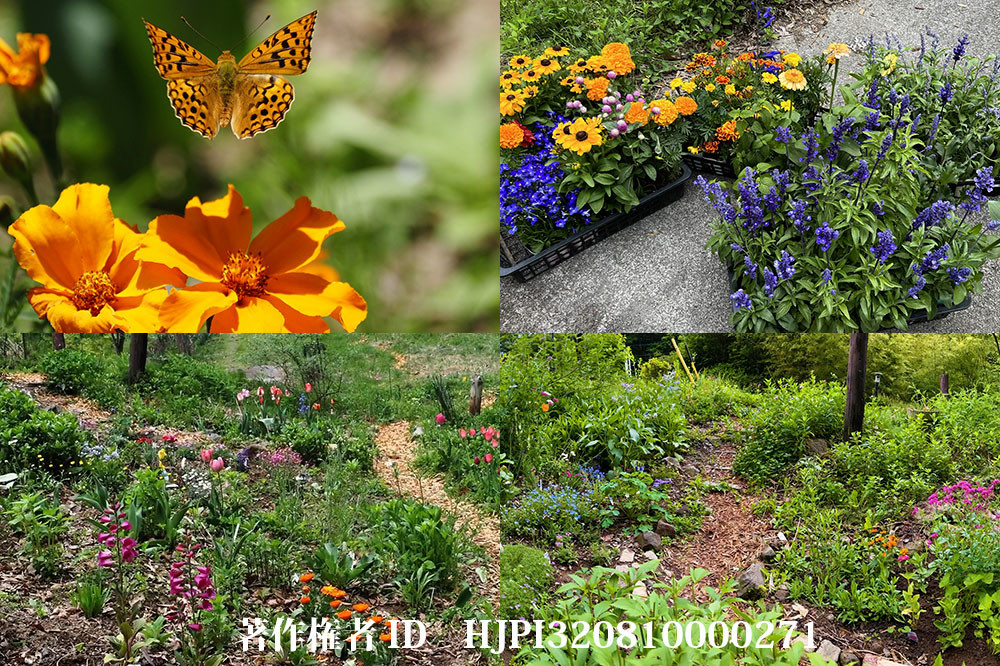 チョウの来る庭