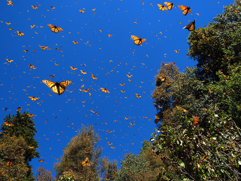 オオカバマダラの越冬地を尋ねて
