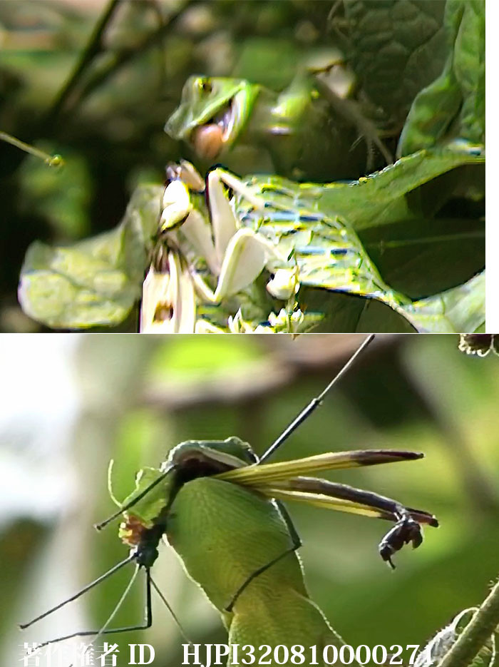 トカゲがハナカマキリとナナフシを襲う