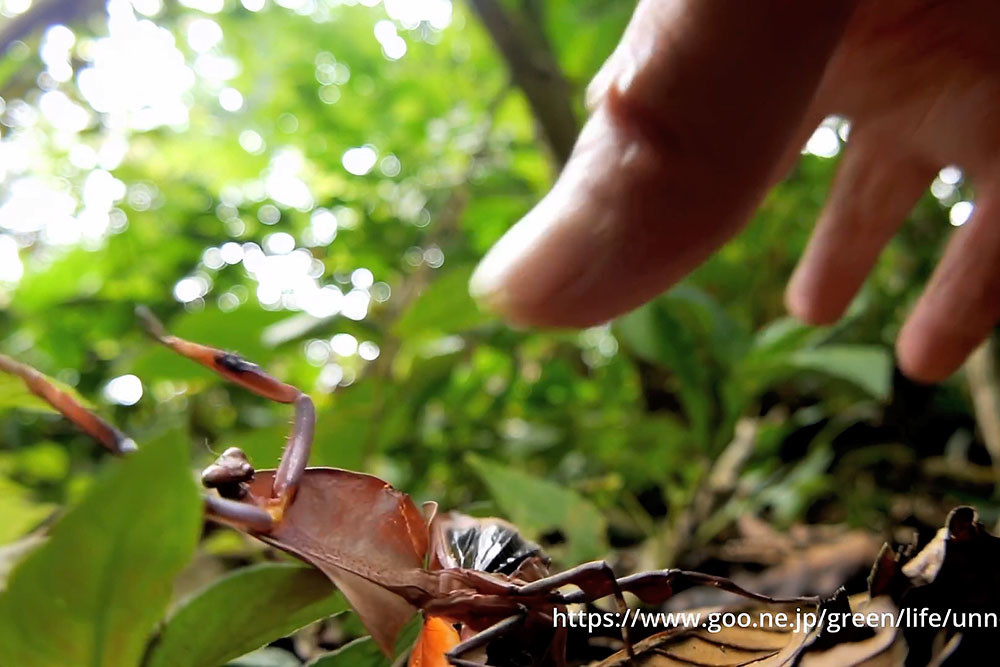 マルムネカレハカマキリを怒らせてみた