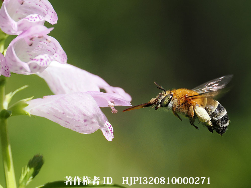 OM-1 Mk2　コシブトハナバチをproキャプチャーで