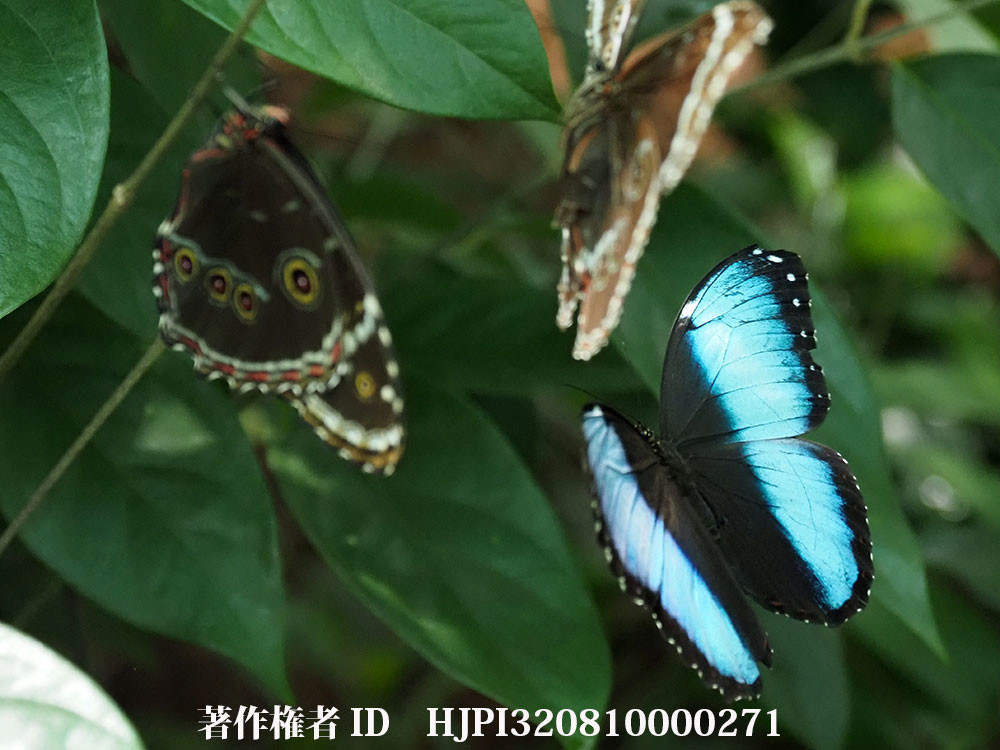 ペルーのアキレスモルフォ