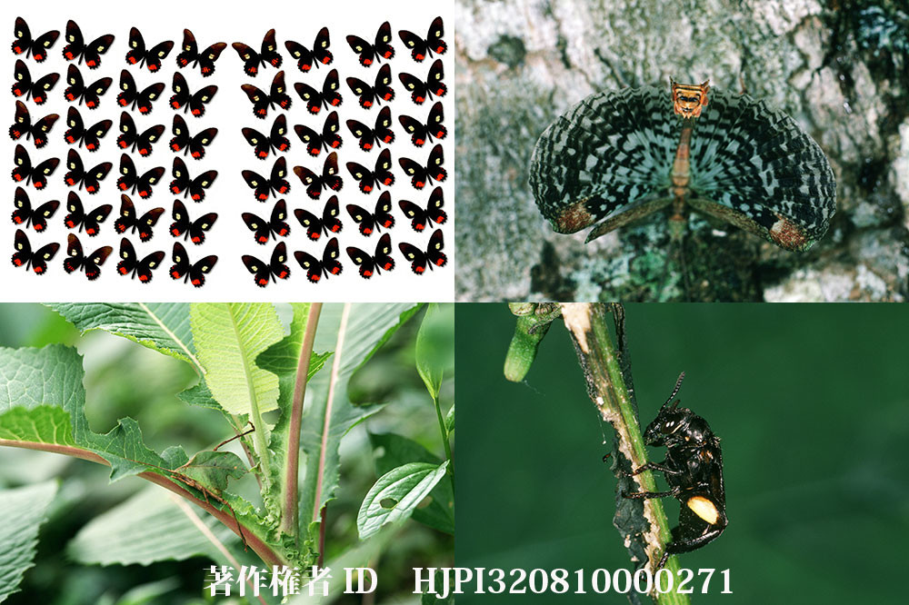 昆虫の擬態　南米