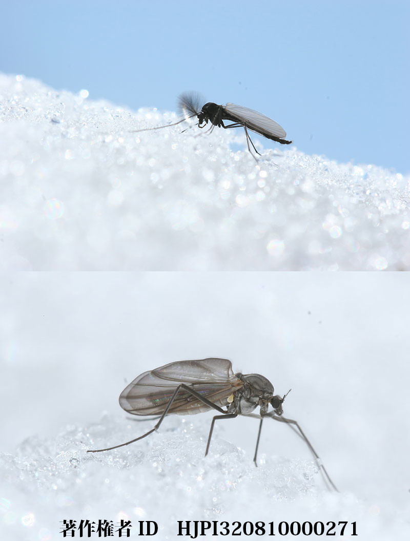 雪の上のユスリカ