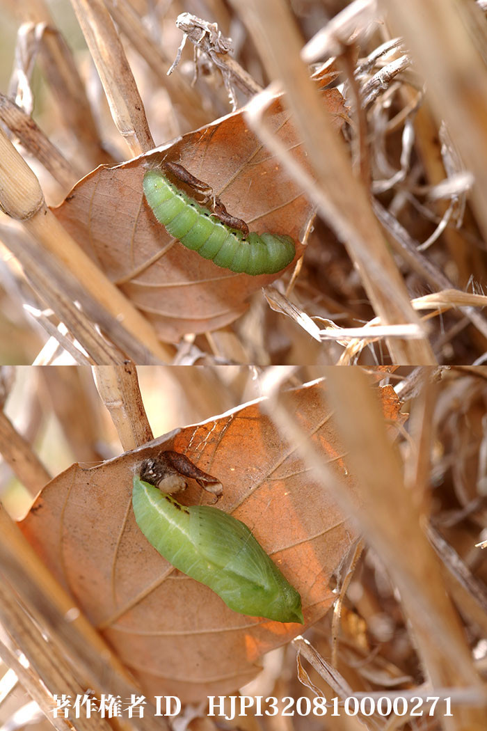 モンキチョウの蛹化