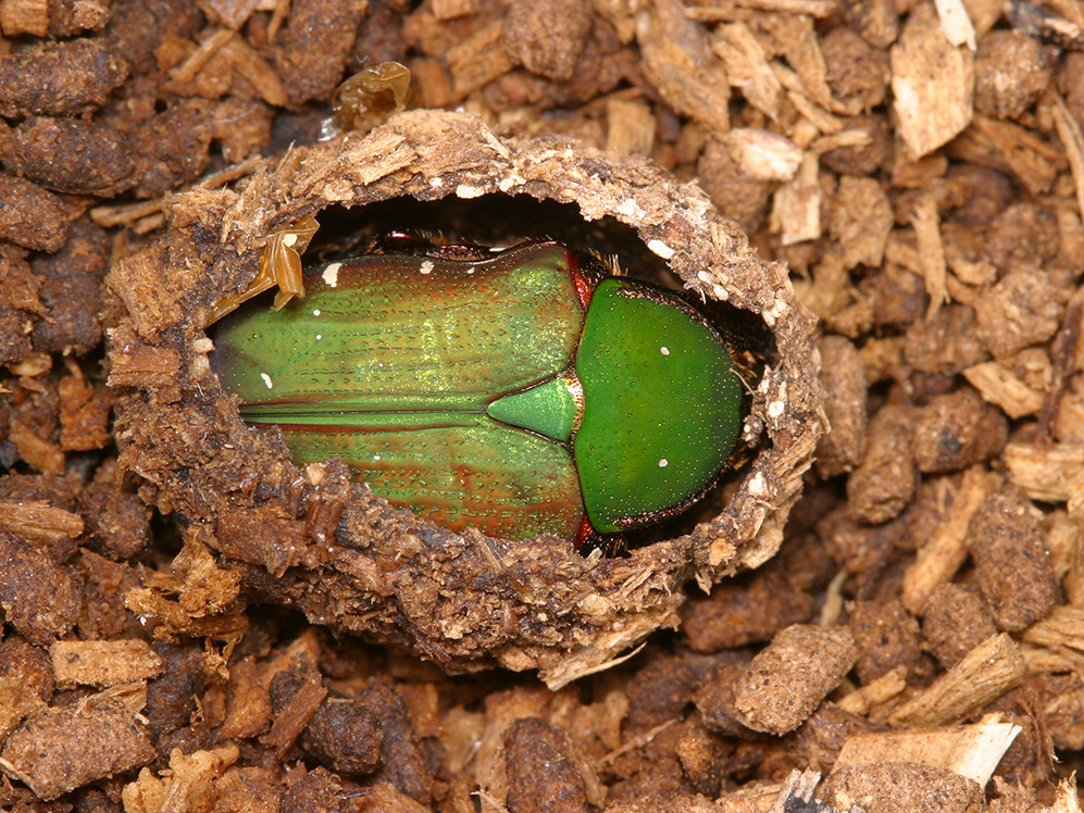 アオハナムグリの新成虫