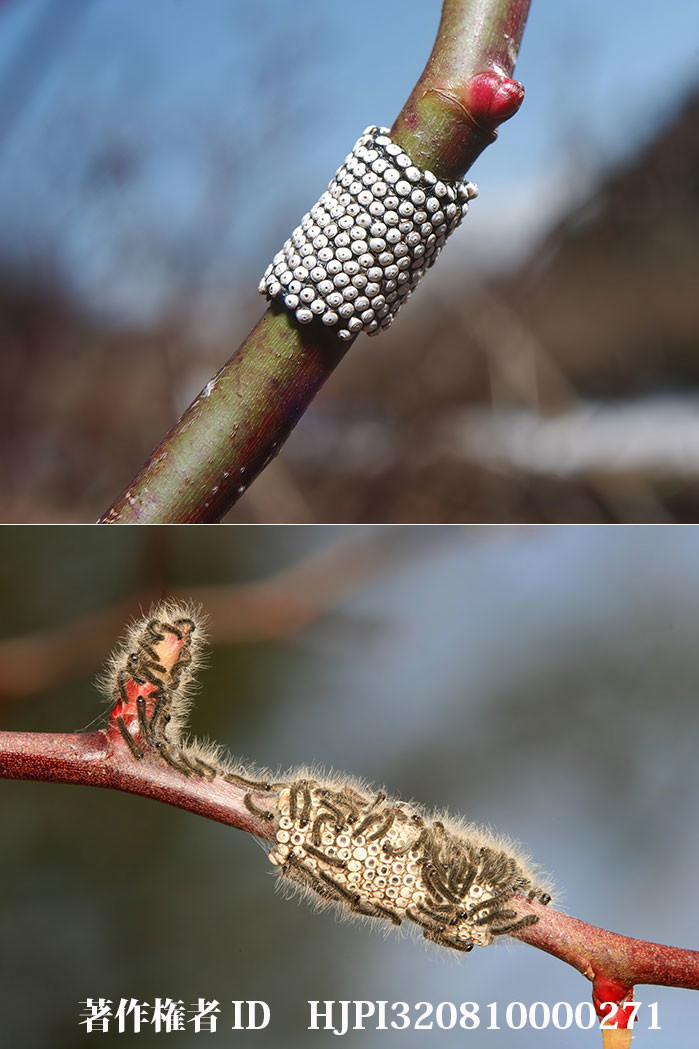オビカレハの卵