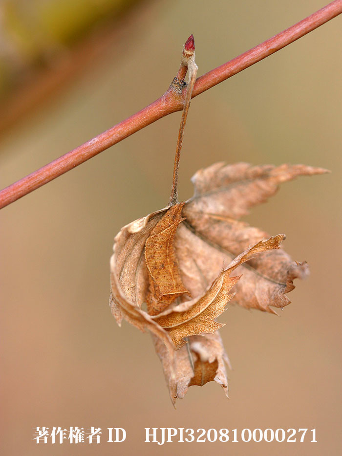 ミスジチョウの越冬幼虫