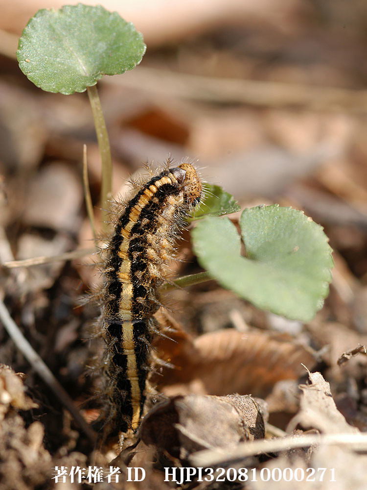 クモガタヒョウモンの幼虫