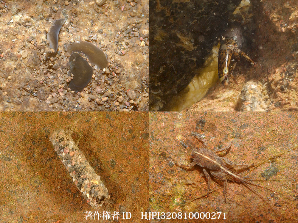 川の中をのぞいてみると