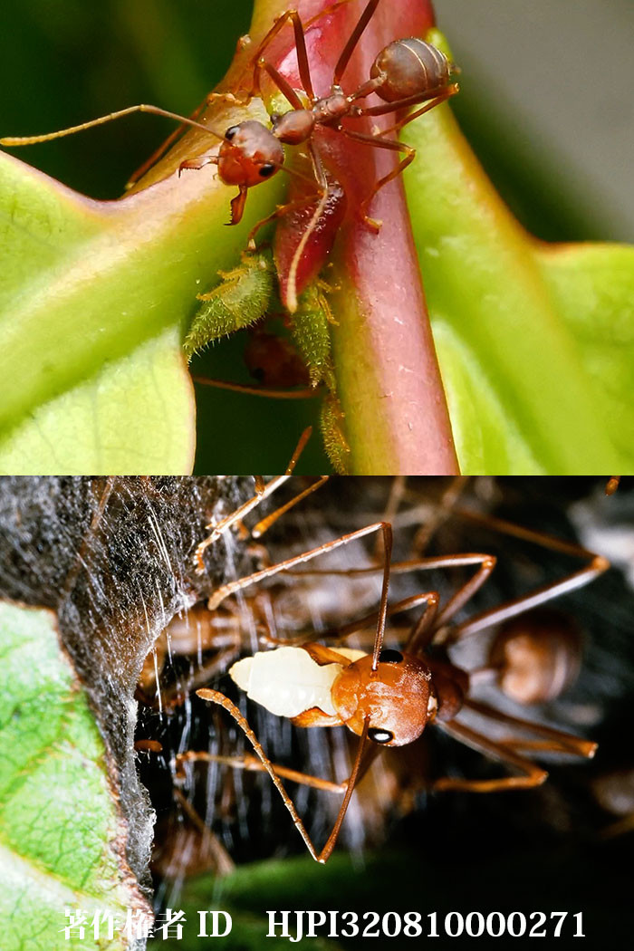 ツムギアリとツノゼミ