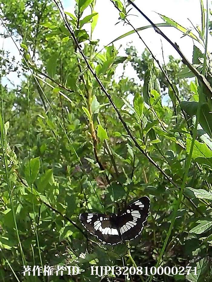 北海道のフタスジチョウ