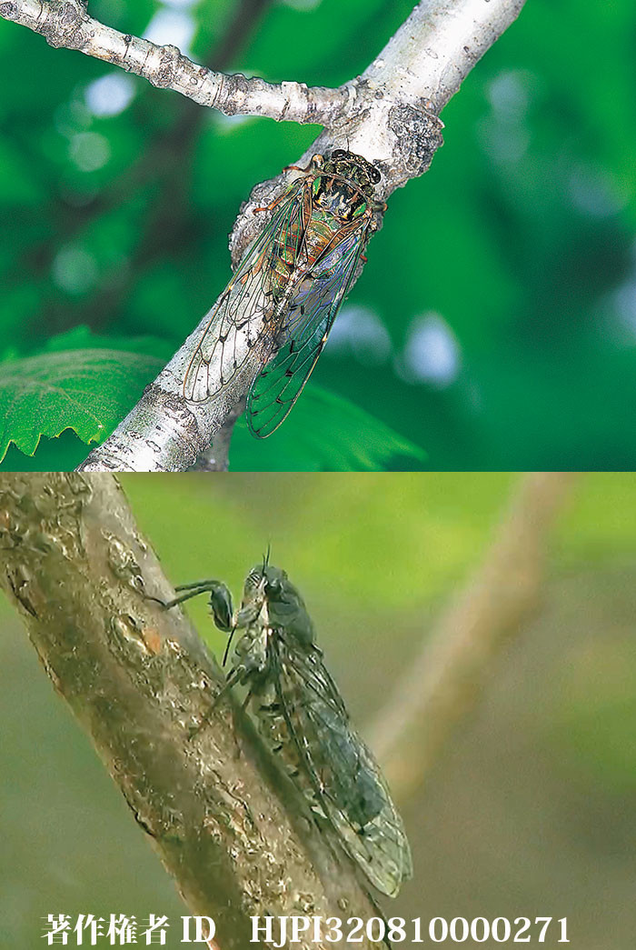 セミの季節がはじまった