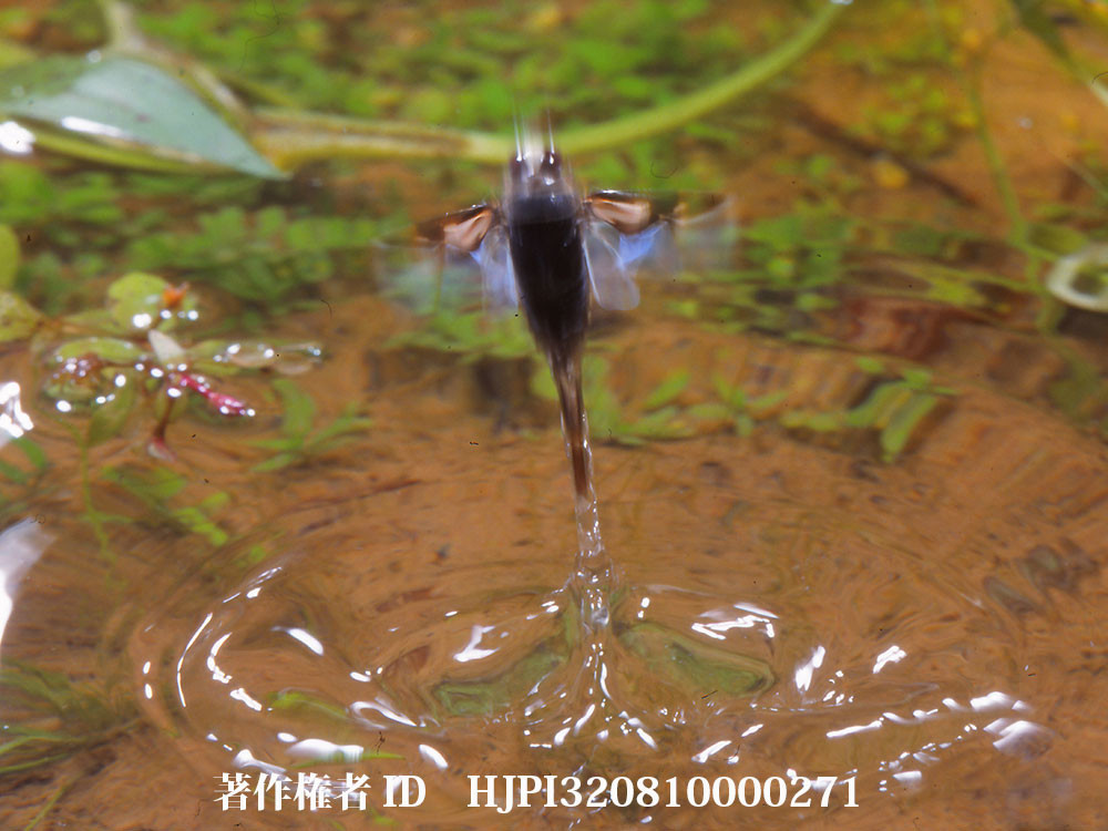 マツモムシのジャンプ