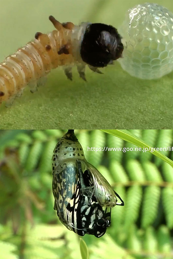オオゴマダラの成長