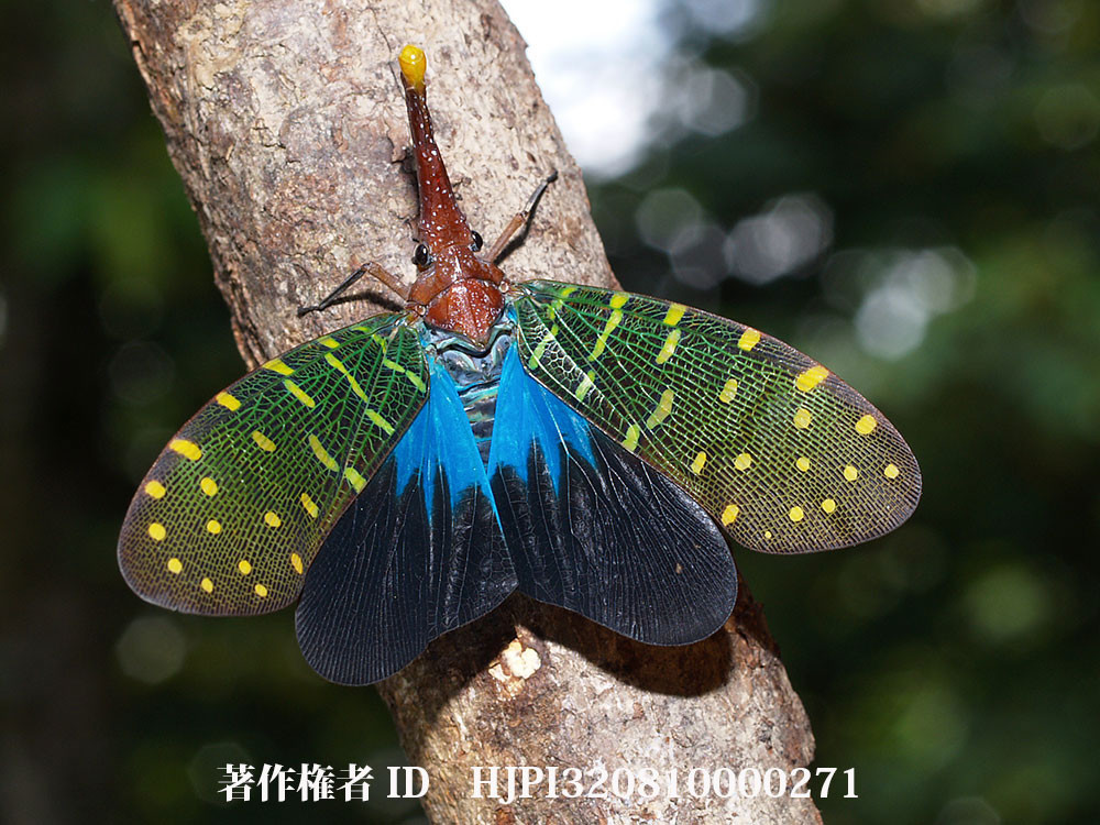 テングビワハゴロモ