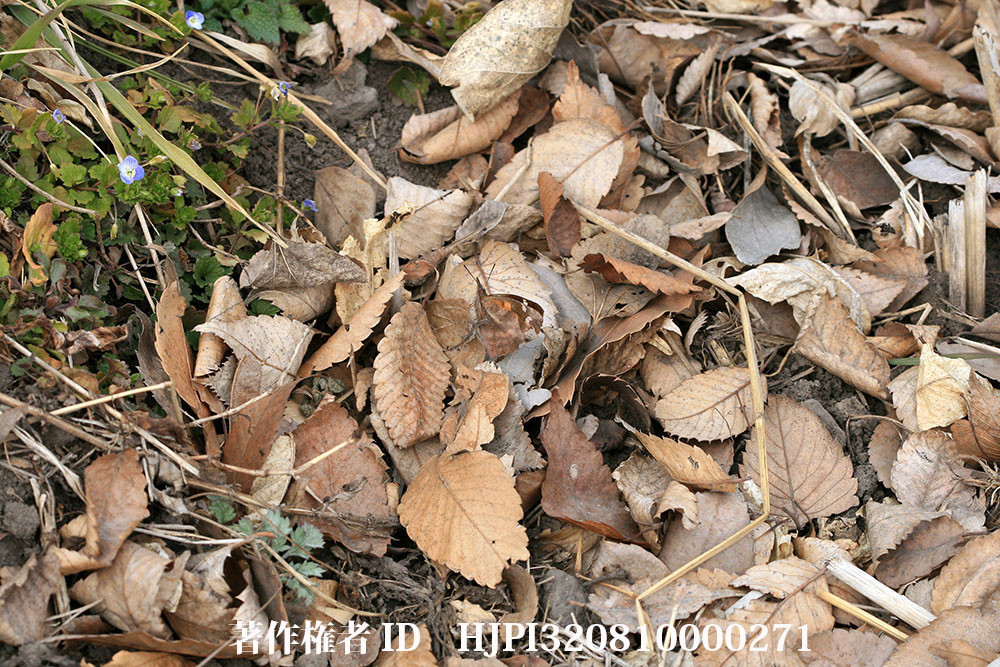 テングチョウはどこに？