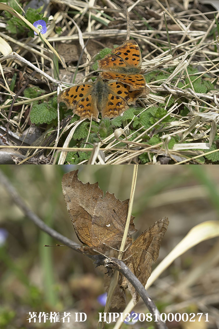 キタテハの求愛