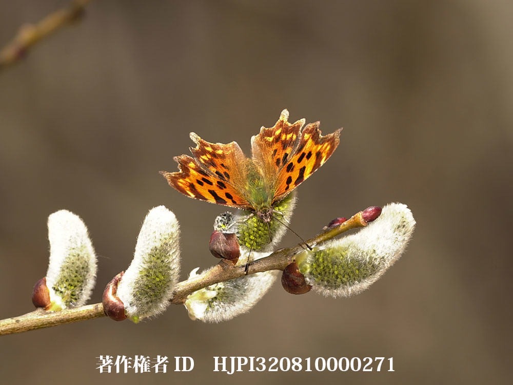 ネコヤナギにシータテハ