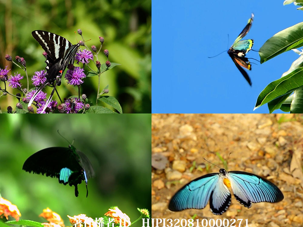 世界の有名アゲハチョウ