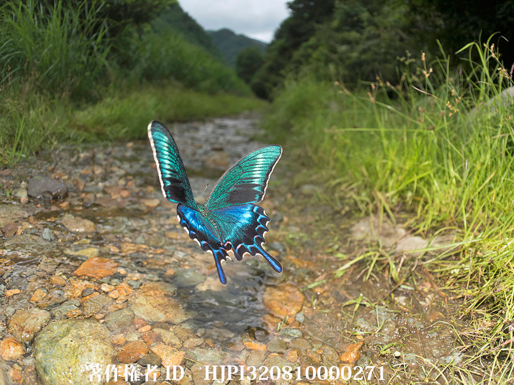 日本一美しいチョウ、ミヤマカラスアゲハ