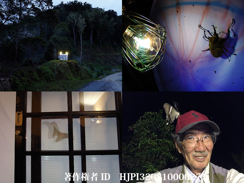 ライトトラップ