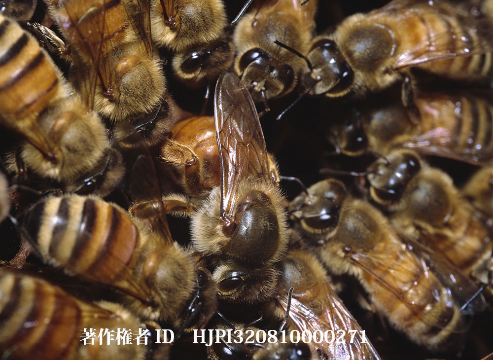 ミツバチ女王の産卵