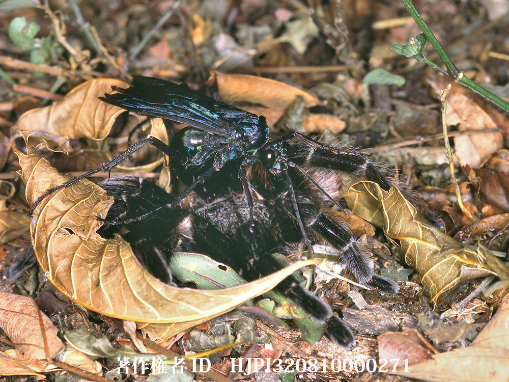 タランチュラを狩るオオクモカリベッコウ