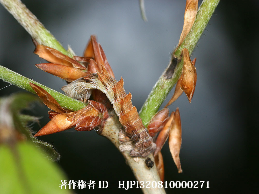 カギシロスジエダシャクの幼虫