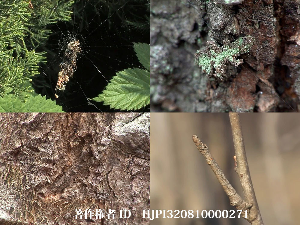 春に見られる昆虫の擬態