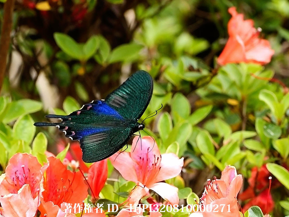 ヤエヤマカラスアゲハ