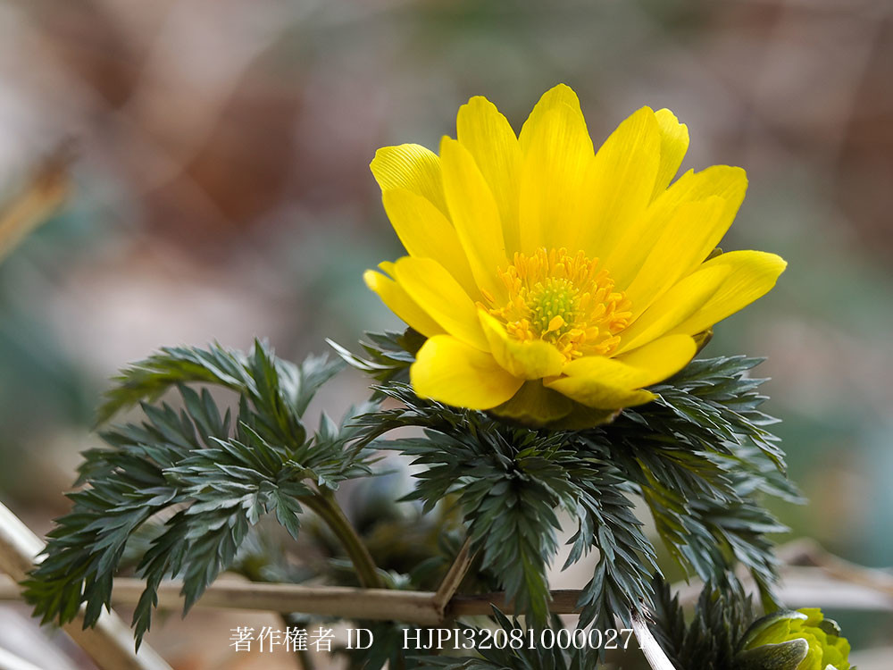 庭のフクジュソウ