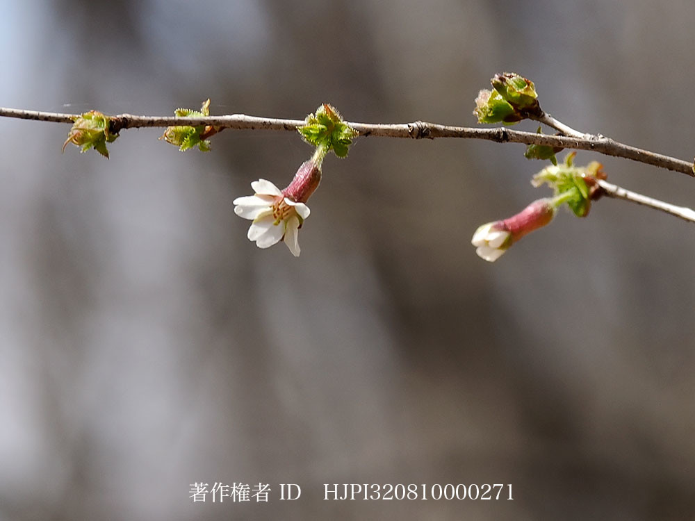 チョウジザクラ