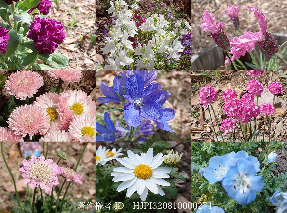 花壇に植えた花
