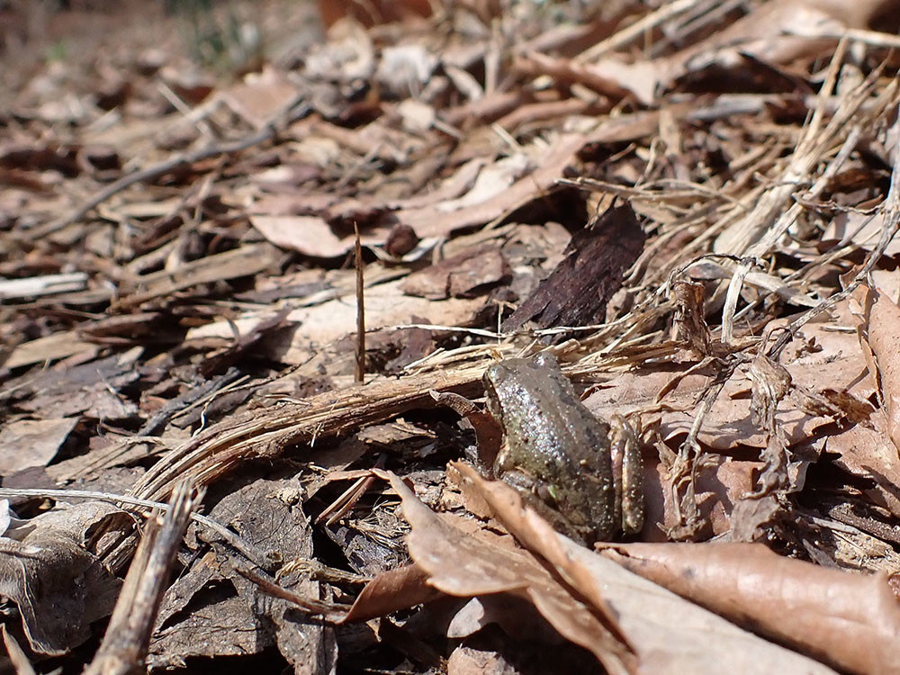 冬眠から覚めたアマガエル