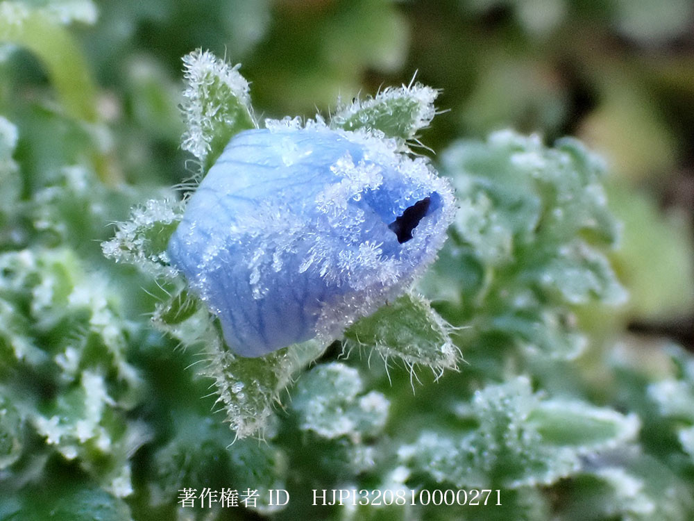 ネモフイラの花に霜