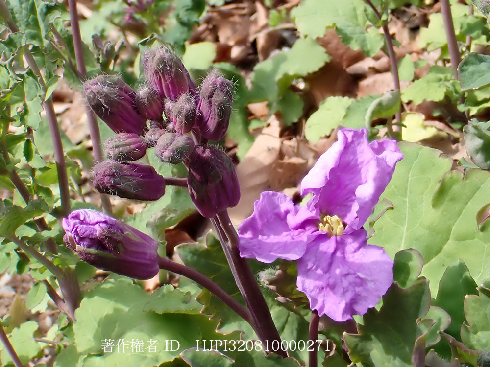 ムラサキハナナが咲き出した