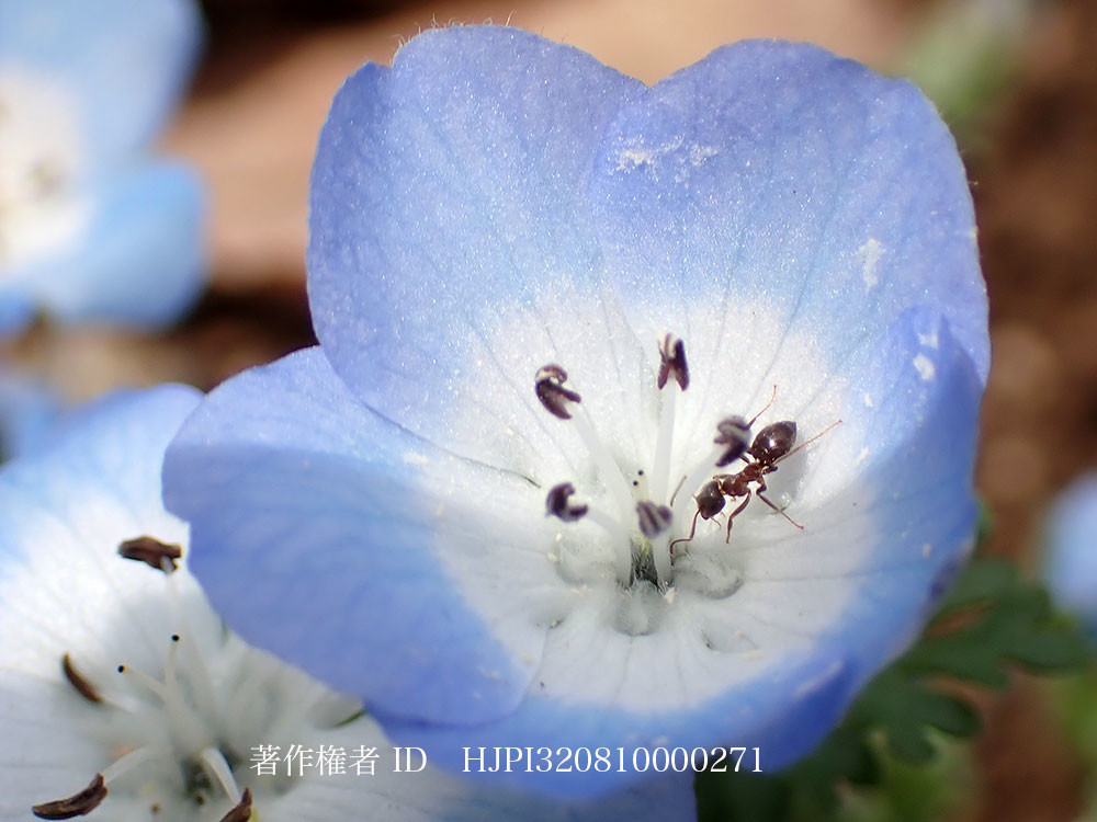 ネモフィラの蜜を飲むトビイロケアリ