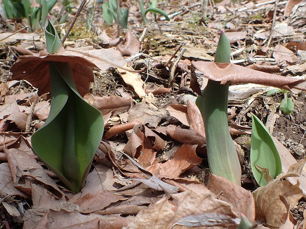 枯葉を突き破るチューリップ