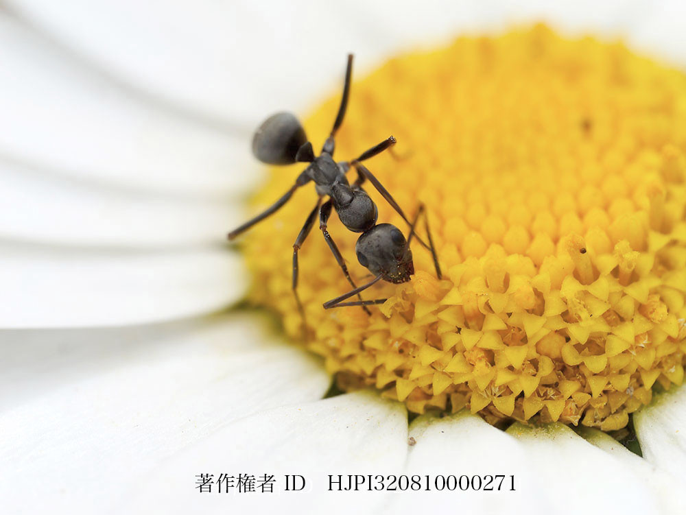 クロヤマアリ、花の蜜を舐める