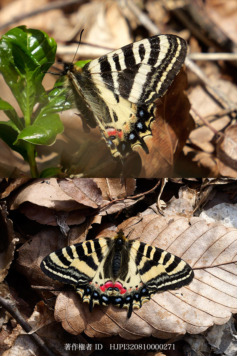 今年のヒメギフチョウ