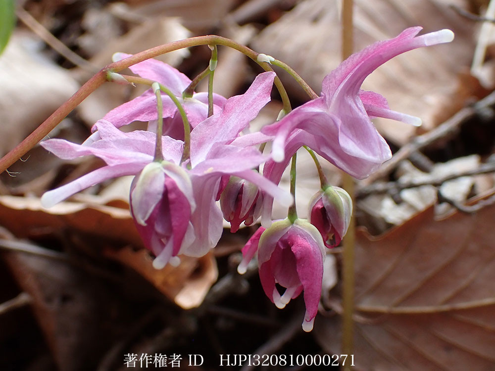 庭のイカリソウ