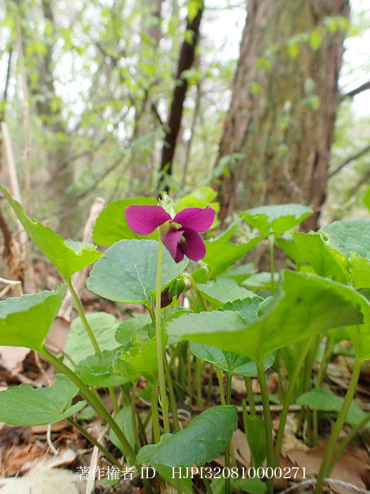 アメリカスミレサイシン